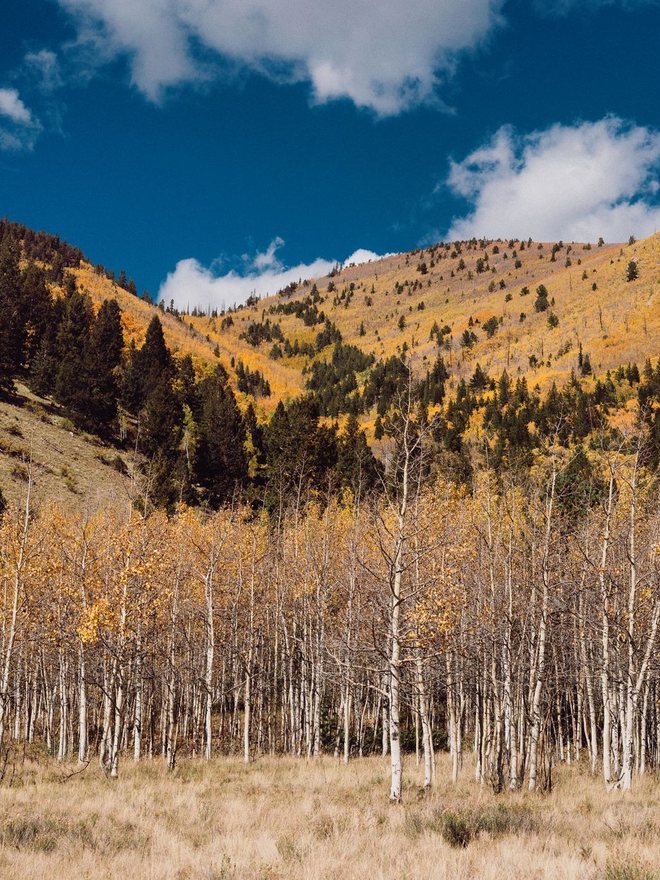 An aspen grove on a hillside in late autumn